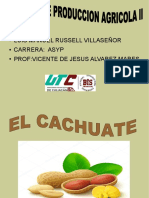 Cacahute ASYP