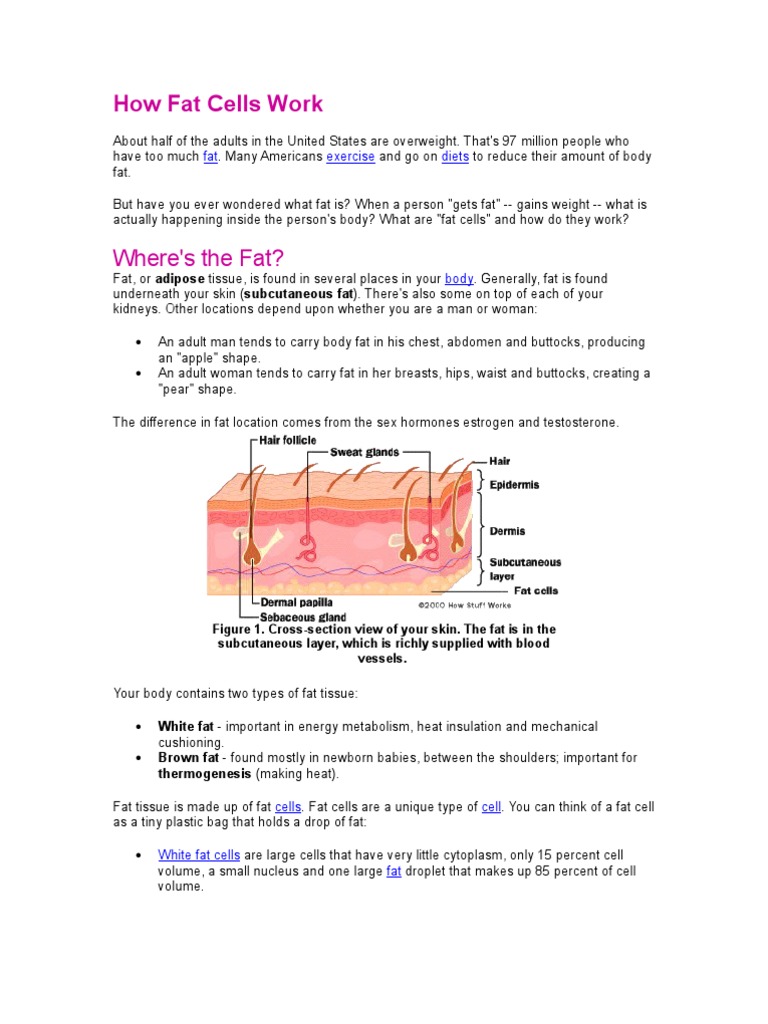 Understanding Fat Cells | PDF | Adipose Tissue | Fat