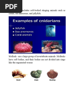Vertebrates and Invertebrates Animals g6 | PDF | Invertebrate | Skeleton