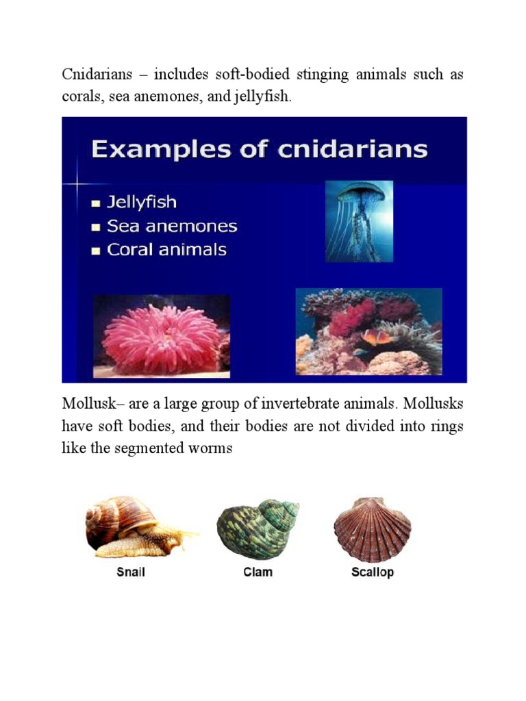 Vertebrates and Invertebrates | PDF