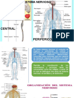 Clase 4 Neuro