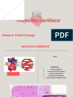 Musculo Cardiaco