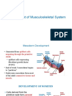 Musculoskeletal Development