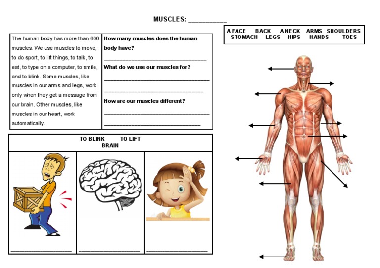 Reading comprehension_muscles | PDF