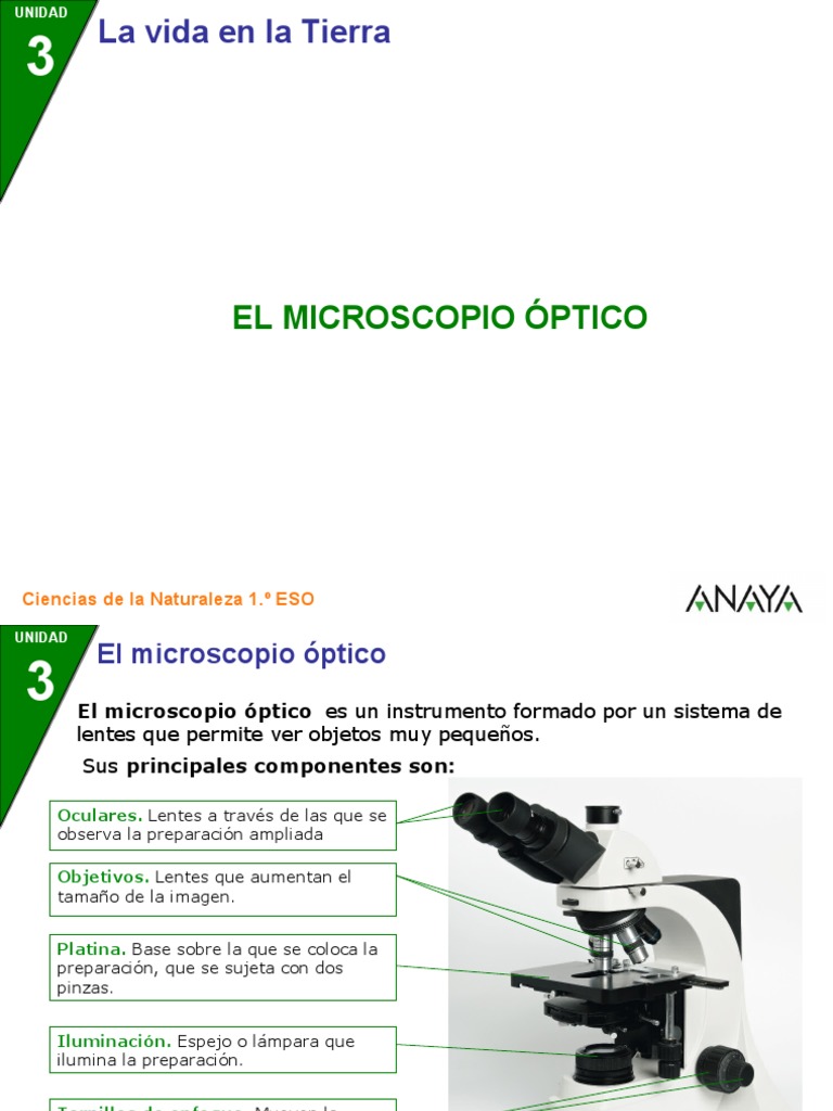 El Microscopio Óptico: Ciencias de La Naturaleza 1.º ESO | PDF