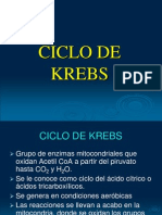 ciclo_de_krebs