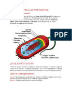 Celulas Procariotas