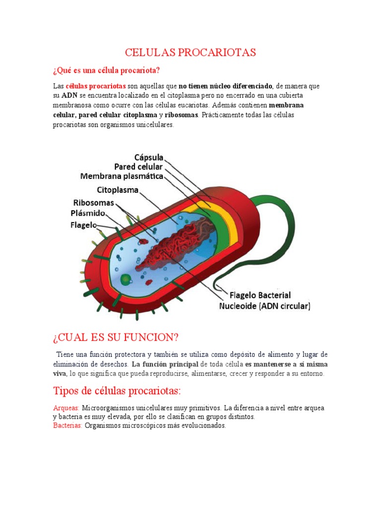 Características de las Células Procariotas | PDF | Biología Celular ...