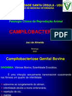 15 - Campilobacteriose