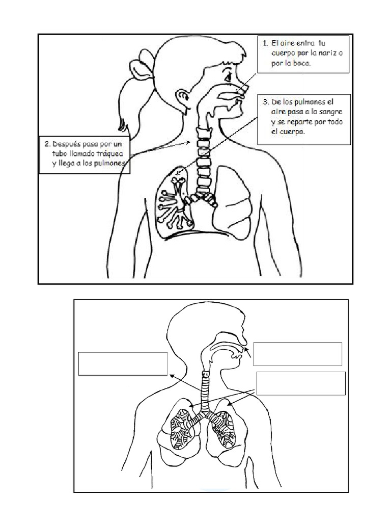Sistema respiratorio pdf respiraci n pulm n