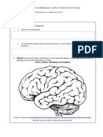 Práctica 8 Hemisferios Cerebrales y Estructuras Subcorticales