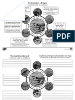 Amphibian Life Cycles Activity Sheet English-Romanian