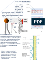 8 - 23 BC MC y Transp Membrana 2 VC