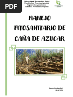 Caña de Azucar - Romero