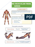 El Sistema Muscular para Niños para Segundo Grado de Primaria