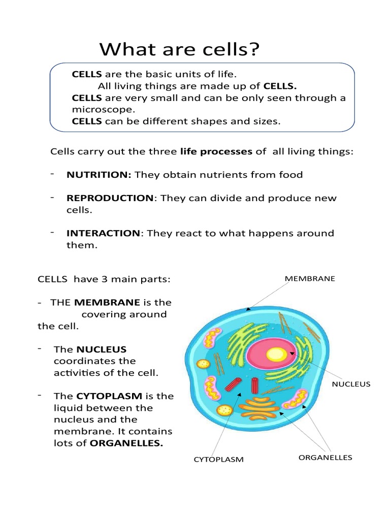 Overview of Animal and Plant Cells | PDF | Cell (Biology) | Cytoplasm