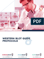 Western Blot Guide Protocols