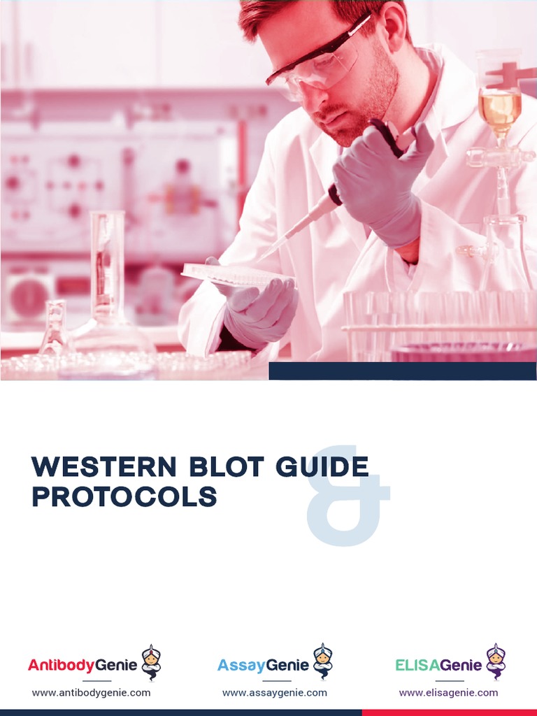 Western Blot Guide Protocols PDF Gel Electrophoresis Western Blot