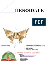 OS SPHENOIDALE