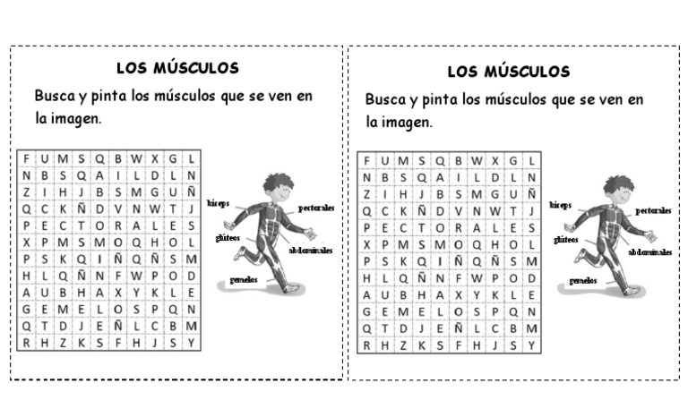 Los Músculos - Sopa de Letras | PDF