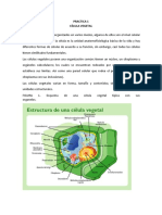 Practica 1 Observación de Formas Vegetales Bruno Diaz Casi Terminada