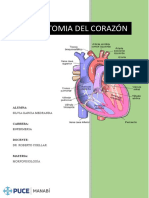 Anatomia Del Corazón