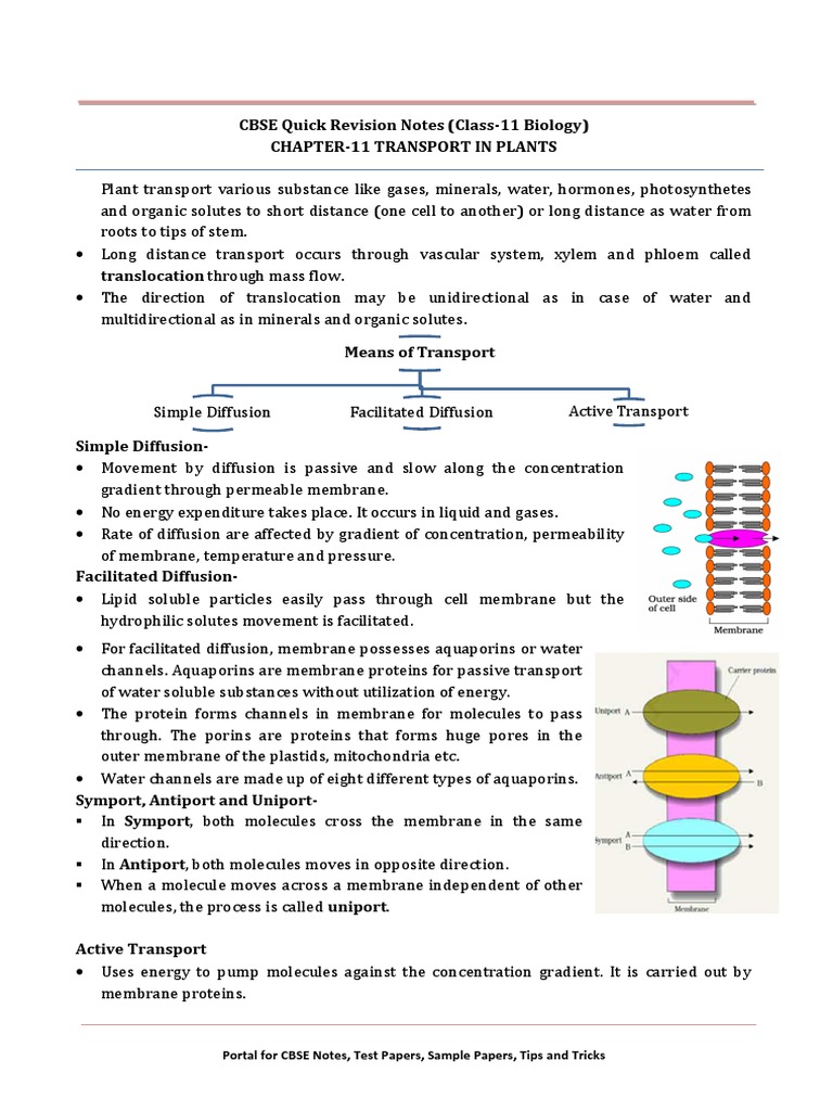 11 Biology Notes ch11 Transport in Plant | PDF