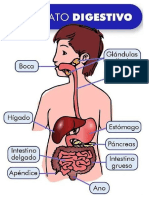 Imagen Sistema Digestivo