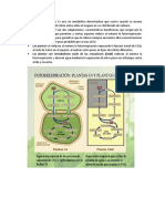 La Fotorrespiración Plasntas CAM