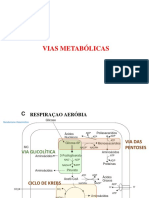 Vias Metabólicas2022