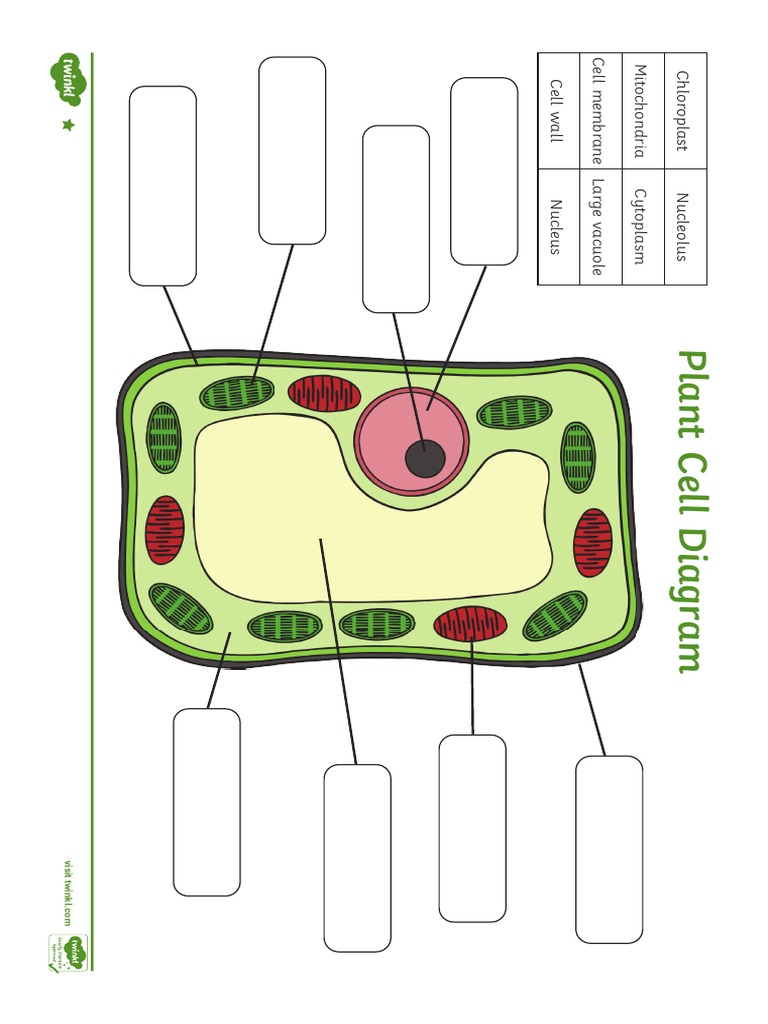 Plant Cell Diagram | PDF