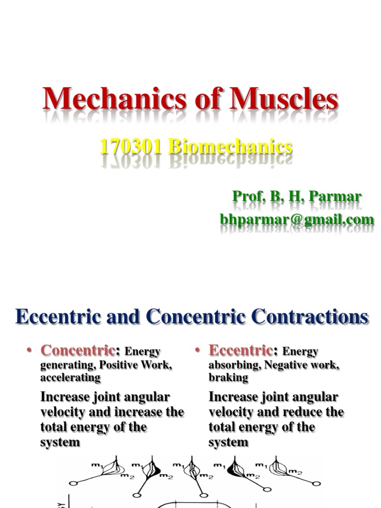 Muscle Mechanics: Contraction Types & Forces | PDF