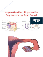 6. Regionalización y Organización Segmentaria del Tubo Neural