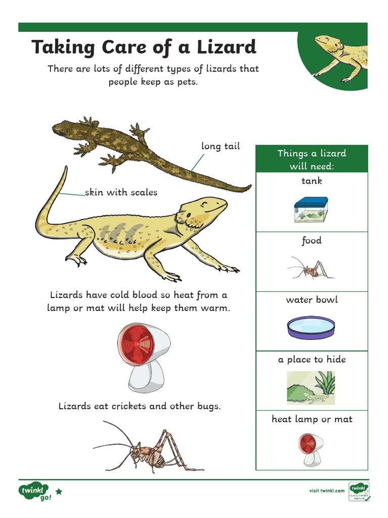Caring for Your Pet Lizard | PDF | Lizard