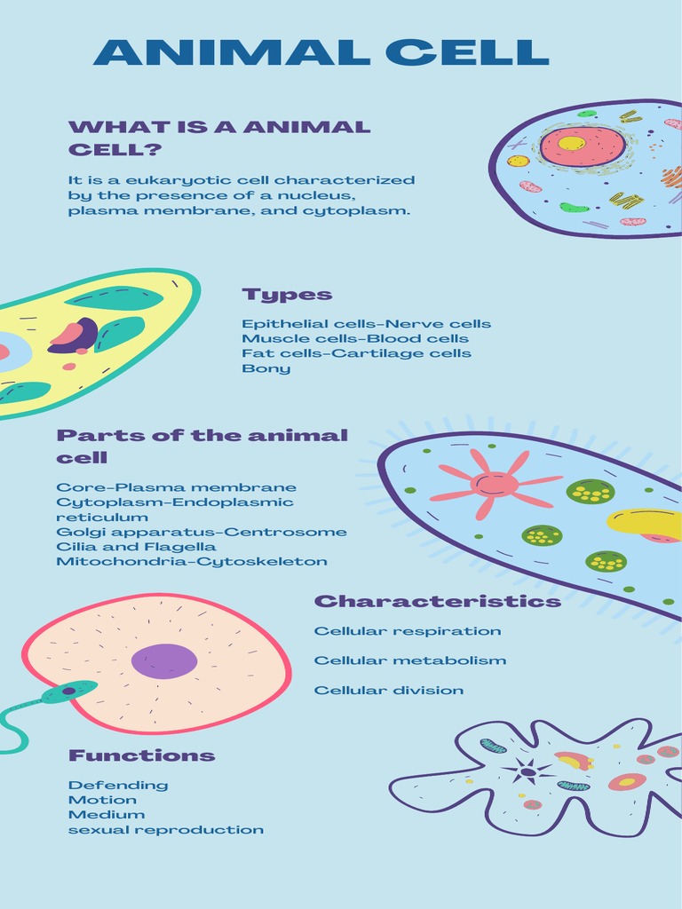 Overview of Animal Cell Structure and Functions | PDF | Science ...
