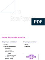 Bab10 - 2 Klsxi Sistem Reproduksi
