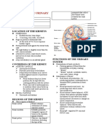 Urinary System