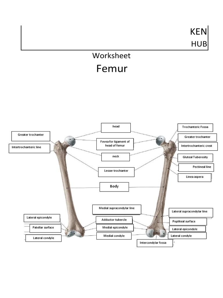 Parts of a long bone blank answers pdf