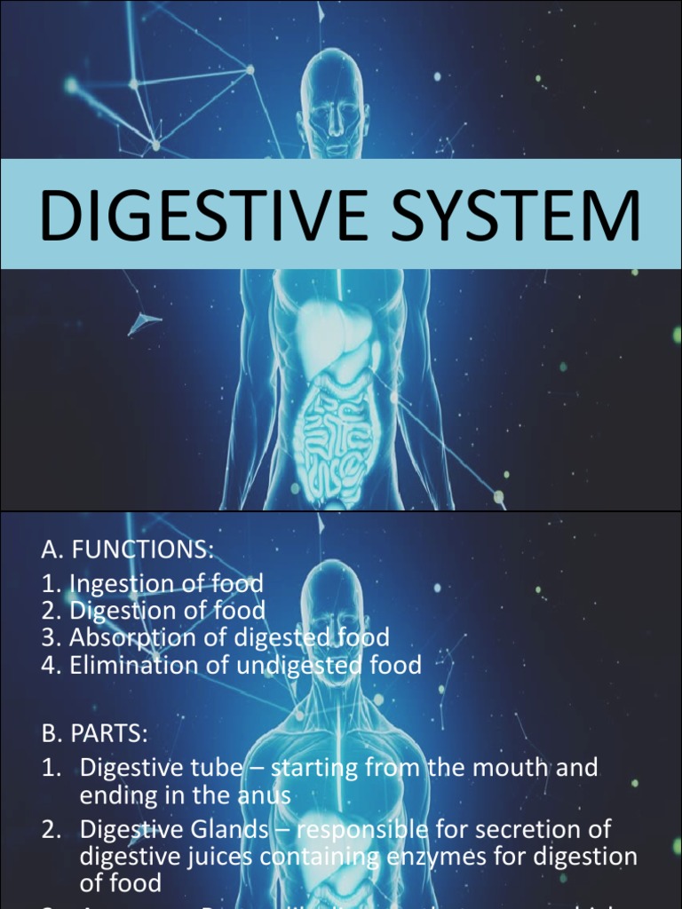 6 Digestive System PDF