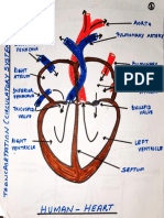 Ch. 6 - Diagrams - Structure of Human Heart and Working of Human Heart