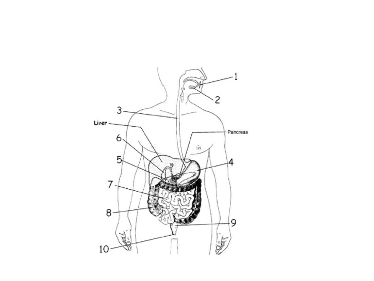 Digestive System | PDF