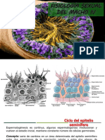 Repro Animal U4 - 4 Ciclo Espermático y Control