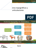 Términos Topográficos y Articulaciones