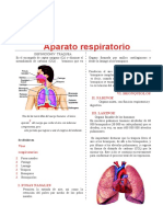 Aparato Respiratorio para Cuarto de Primaria