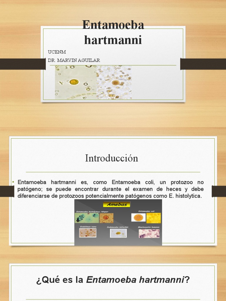 Entamoeba Hartmanni | PDF