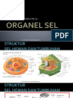 Xi-1-Sel - 2 Organel Sel