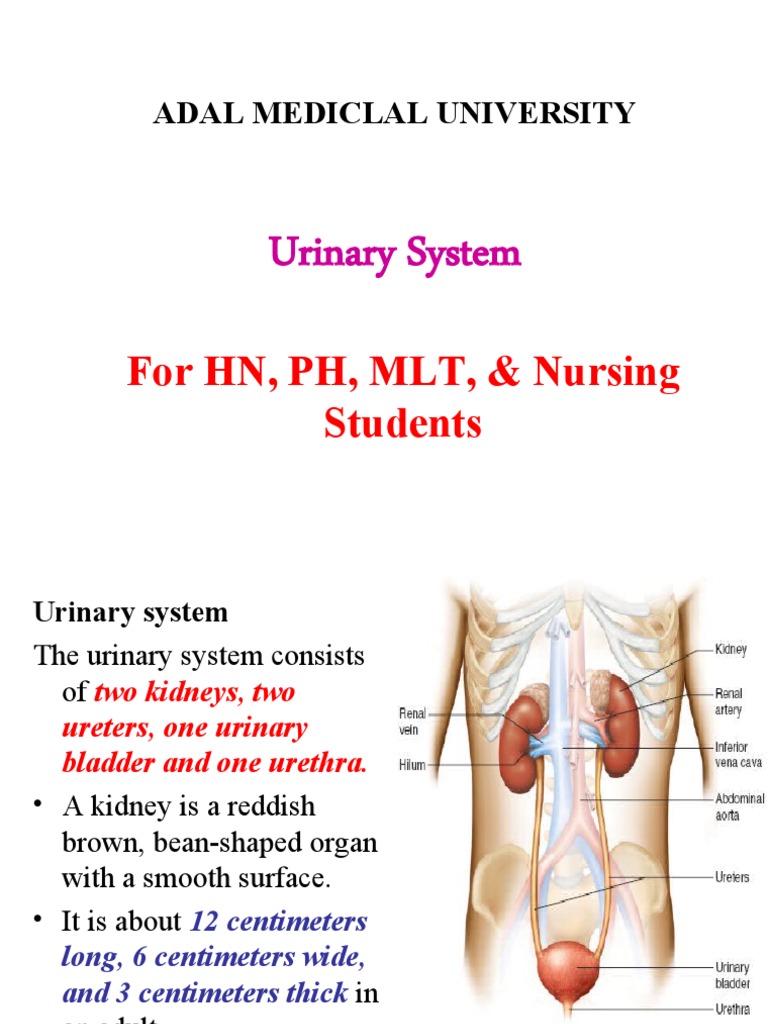 STRUCTURE AND FUNCTION OF URINARY SYSTEM PDF visual data 4