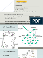 yeast genetics