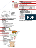 Gross HSB A (INCOMPLETE) - The Liver, Gallbladder, Jejunum, and Ileum