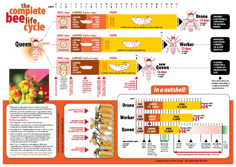 Honey Bee Life Cycle Chart PDF